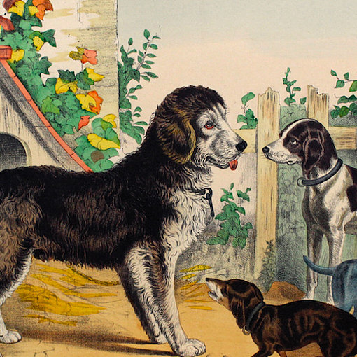 Hunde, kolorierte Lithografie, Sammlung Feld-Haus