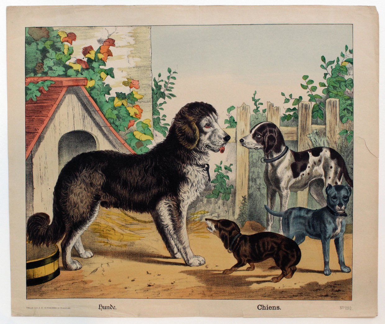 Hunde, kolorierte Lithografie, Sammlung Feld-Haus