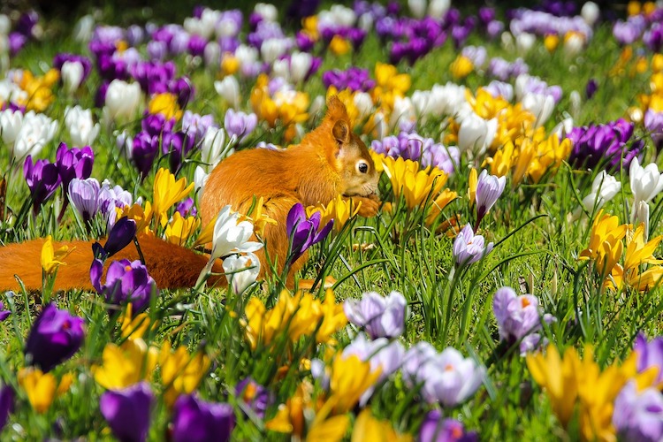 Fruhlingserwachen Im Botanischen Garten In Krefeld