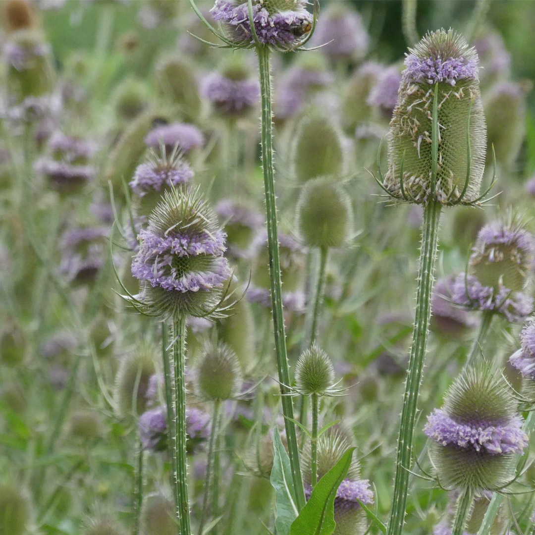 Unkräuter Bilder: Unleashing Creativity with Wildflowers!