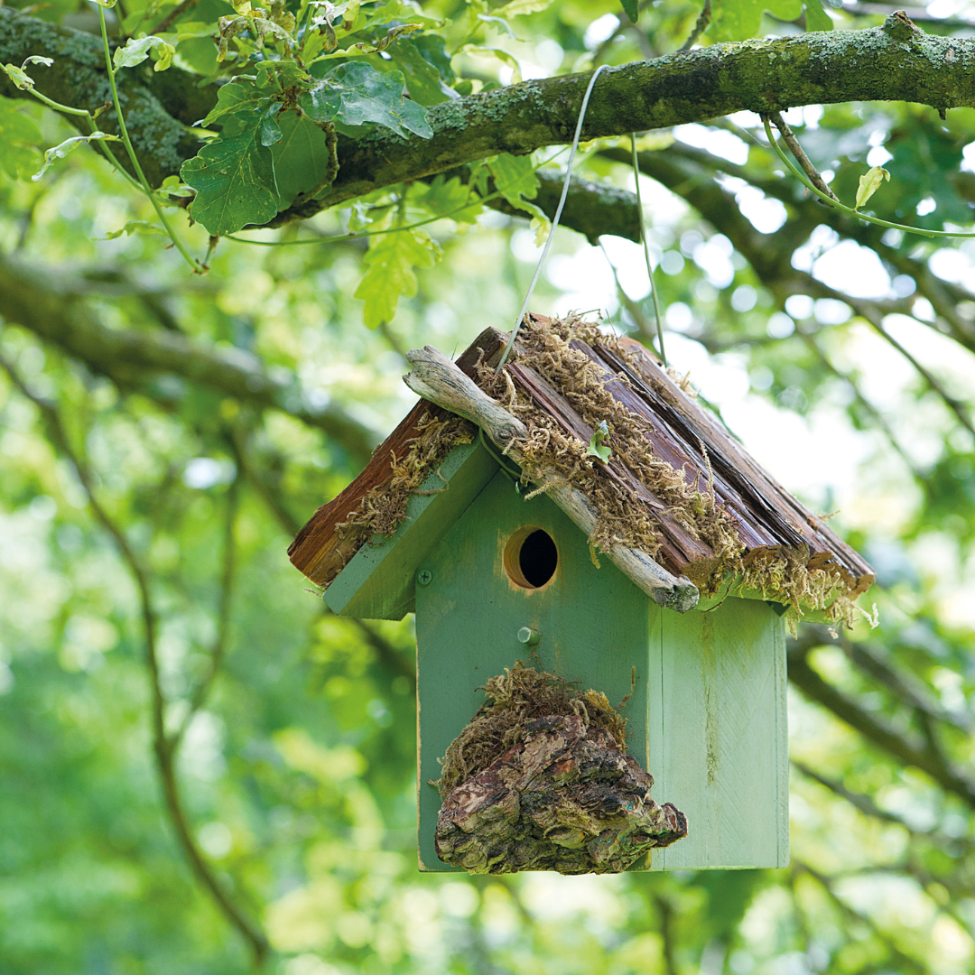 Foto: ©Caroline Arber (aus Nistkästen und Vogelhäuser zum Selberbauen - Mit 50 Gartenvögeln im Porträt)